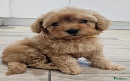 Cavapoo dogs for sale: Red F1B Toy Cavapoos - Image 9