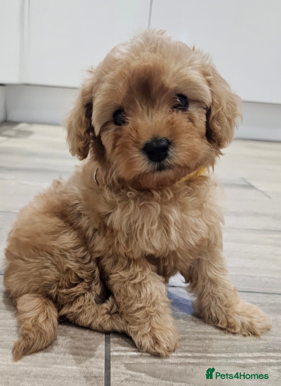 Cavapoo dogs for sale: Red F1B Toy Cavapoos - Image 9