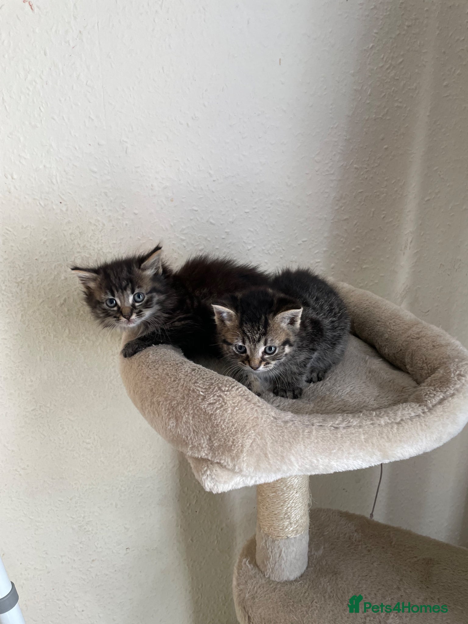 Mixed Breed cats 2 adorable kittens (siblings) for sell  - Advert 2