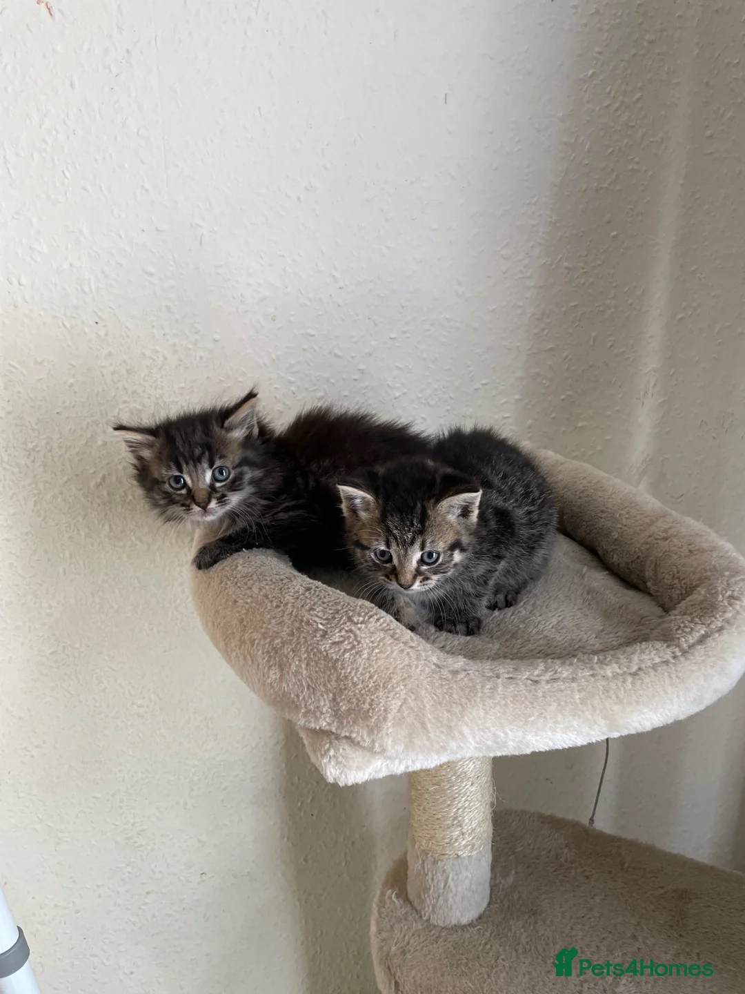 Mixed Breed cats for sale: 2 adorable kittens (siblings) for sell  - Advert 1