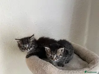 Mixed Breed cats 2 adorable kittens (siblings) for sell - Advert 1