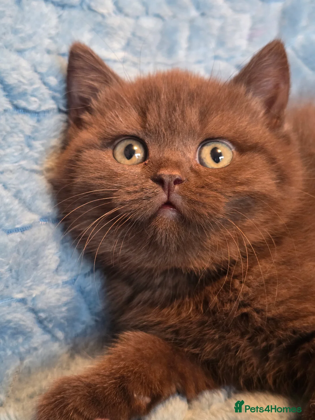 British Shorthair cats for sale: TICA registered British shorthair kittens - Advert 28