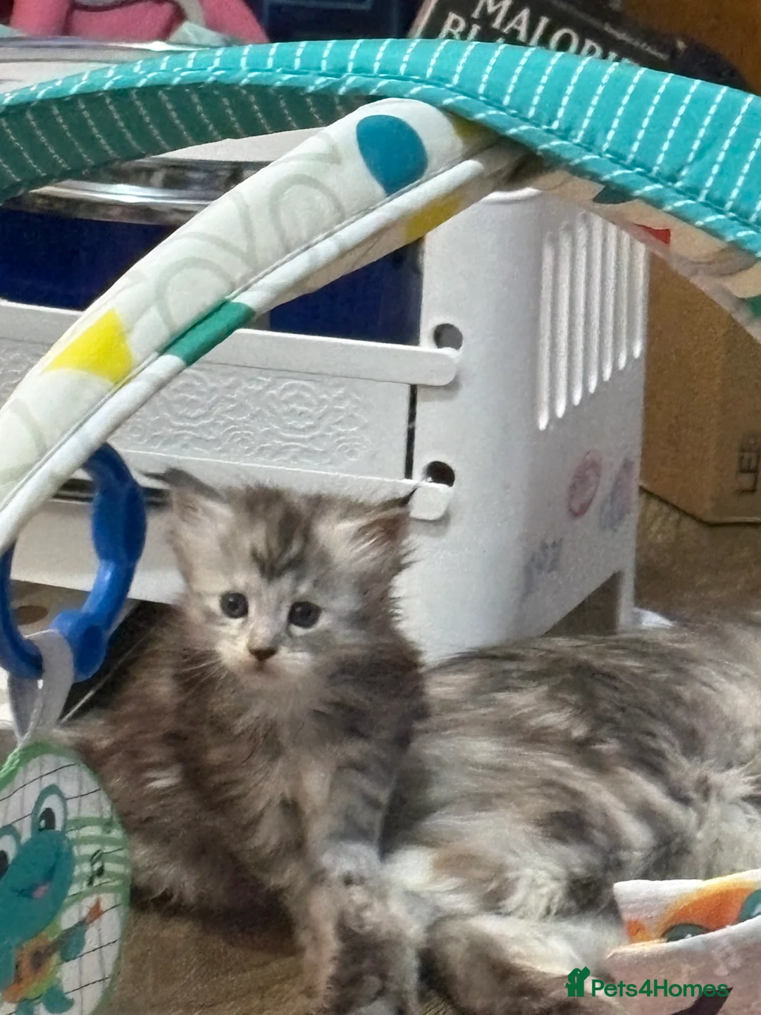 Maine Coon cats for sale: Maine coon kittens  - Advert 19
