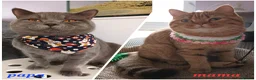 British Shorthair cats for sale: Rose gold British Shorthair  - Advert 24