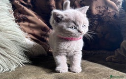 Scottish Fold cats for sale: Beautiful lilac Scottishfold straight ear kittens  - Image 6