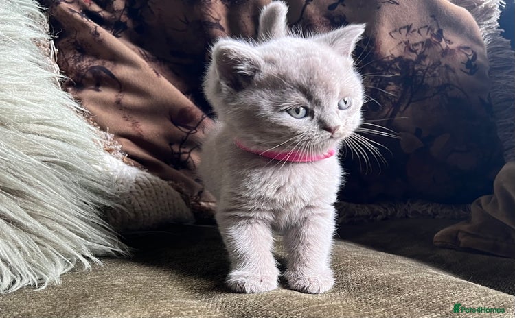 Scottish Fold cats - Advert 1