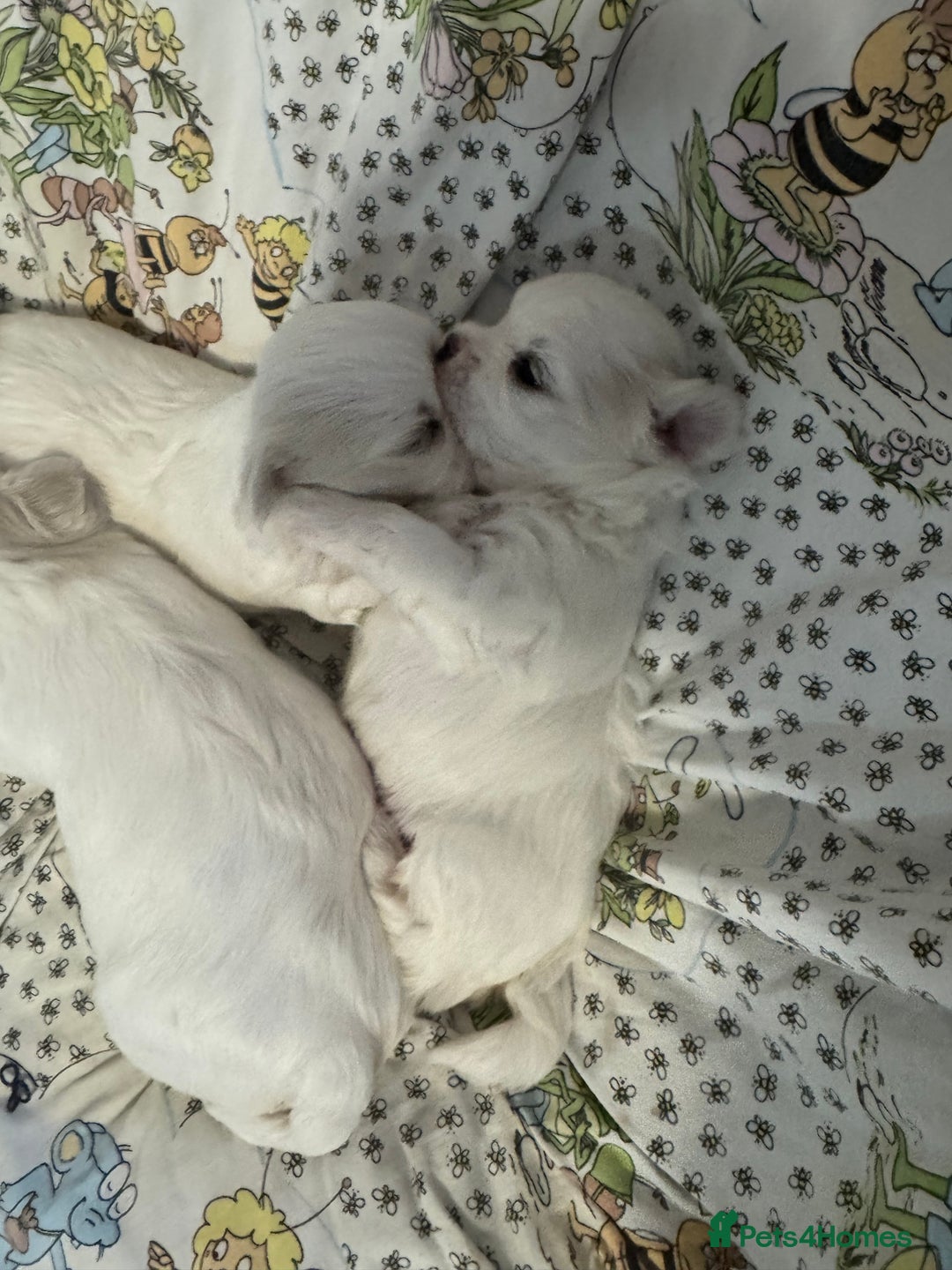 Maltese dogs for sale: Puppy  - Image 8