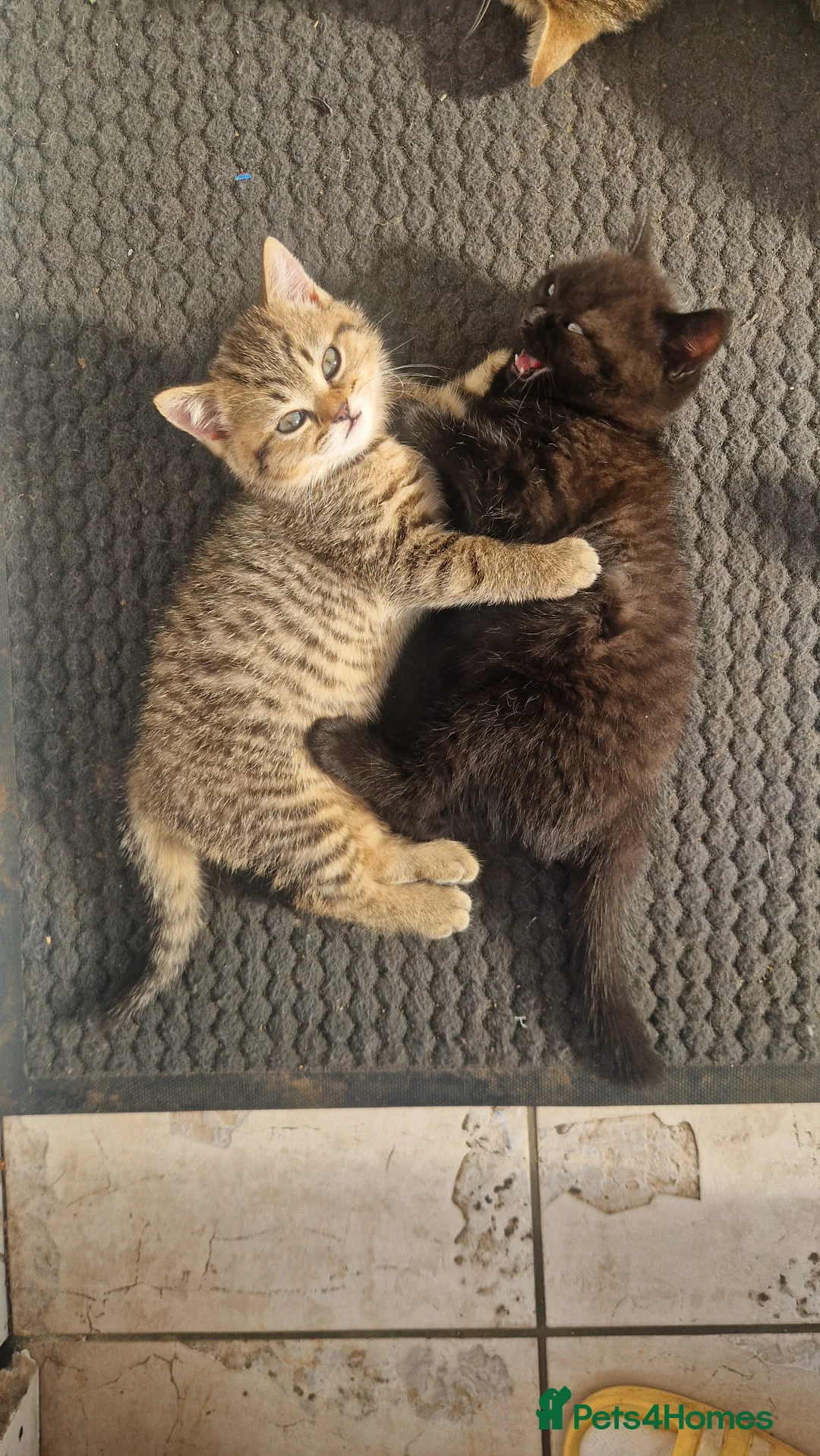 British Shorthair cats for sale: British Shorthair Brother & Sister Kittens - Advert 2