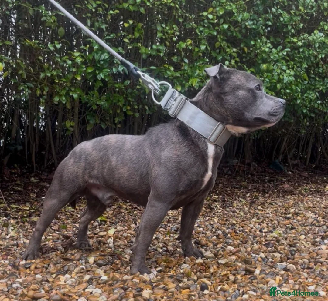 Staffordshire Bull Terrier dogs for stud: Stunning kc reg Staffordshire bull terrier stud  - Advert 1
