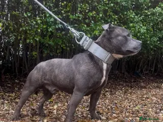 Staffordshire Bull Terrier dogs Stunning kc reg Staffordshire bull terrier stud - Advert 3