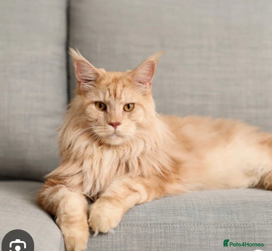Maine Coon cats WANTED Maine coon male,  - Advert 1