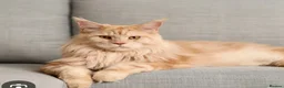 Maine Coon cats for sale: WANTED Maine coon male,  - Advert 1