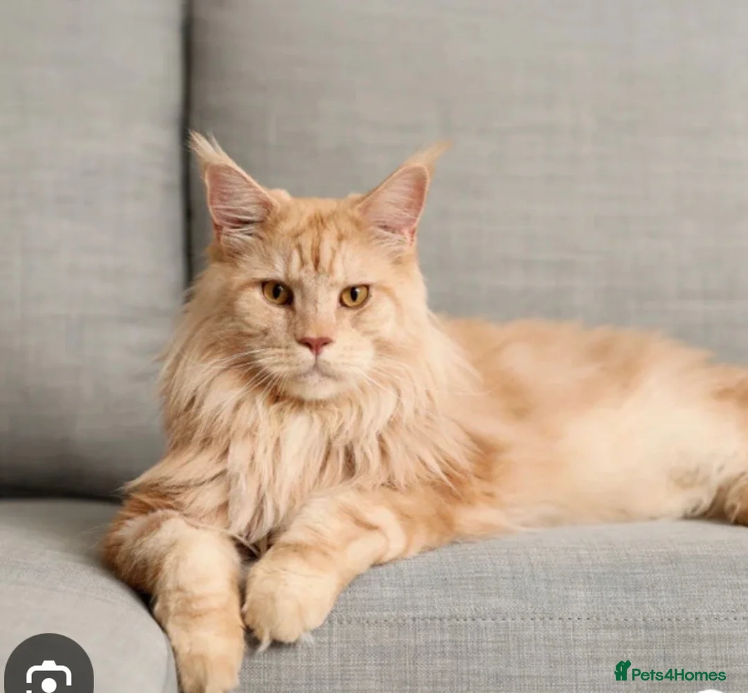 Maine Coon cats for sale: WANTED Maine coon male,  - Advert 1