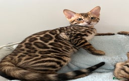 Bengal cats for sale: TICA reg STUNNING BENGAL KiTTENs - Image 1