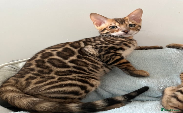 Bengal cats - Advert 5