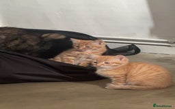 Domestic Shorthair cats for sale: Two ginger Manx kittens - Image 2
