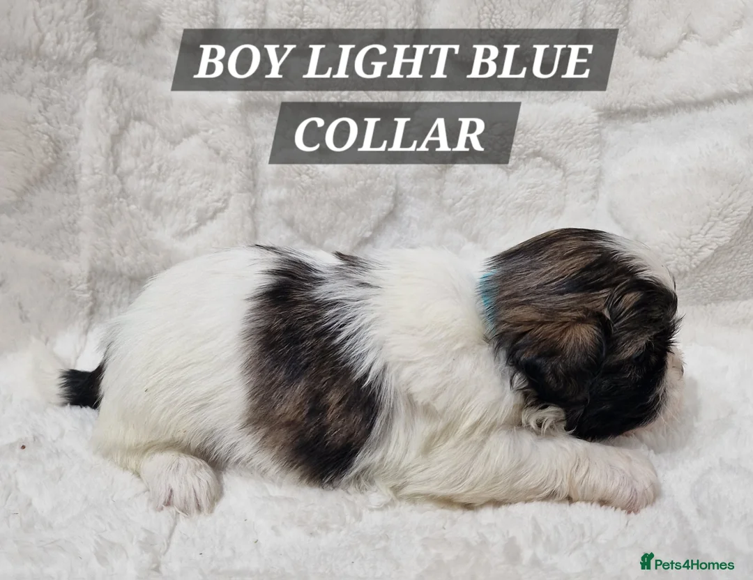 Shih Tzu dogs for sale: Pure breed Shih Tzu puppy - Advert 13