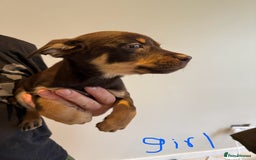 Australian Kelpie dogs for sale: Australian Kelpie puppies  - Image 5