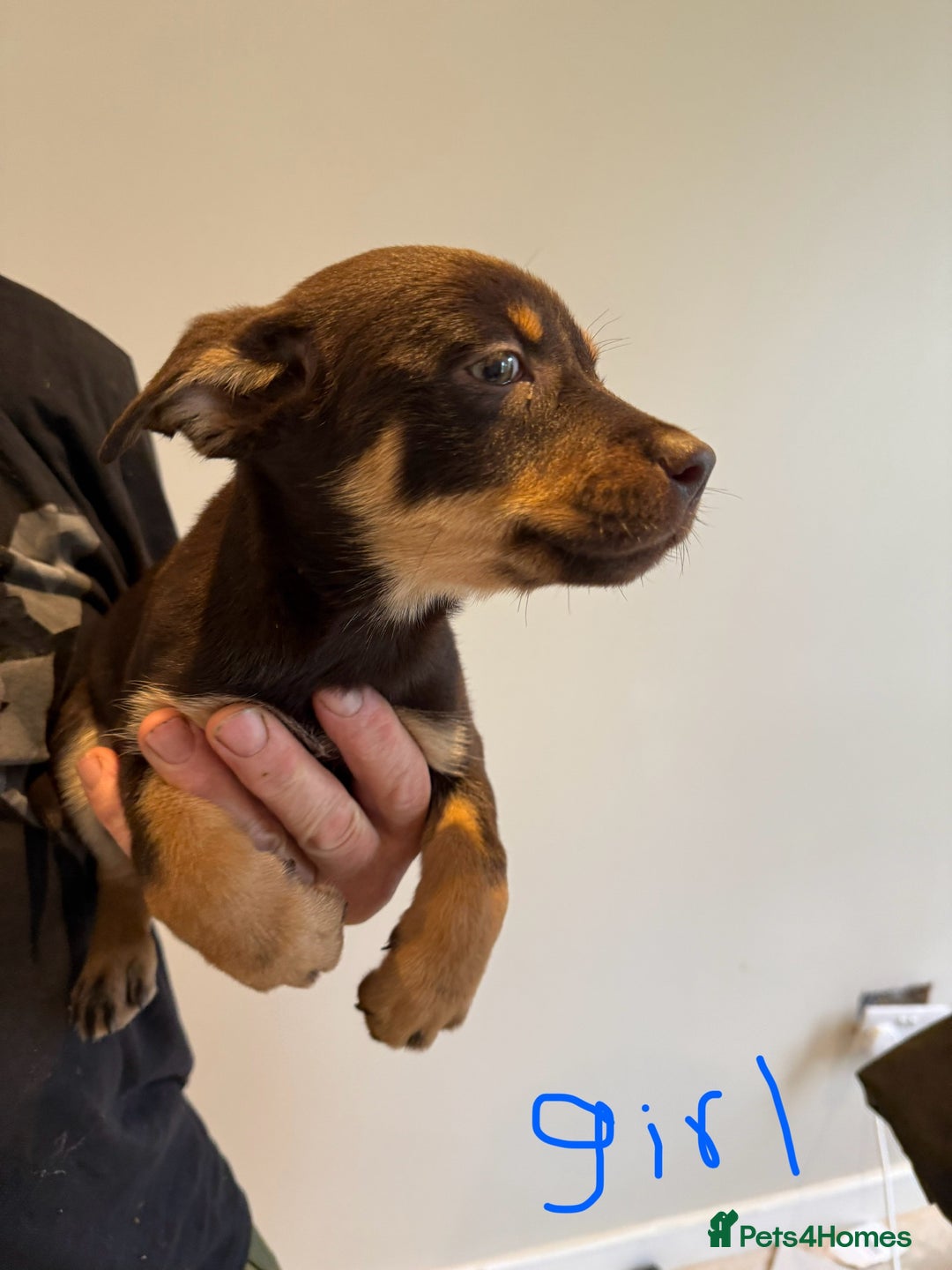 Australian Kelpie dogs for sale: Australian Kelpie puppies  - Image 5