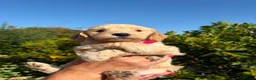 Cockapoo dogs for stud: Stunning Fully Health Tested F2b Cockapoo Proven ! - Advert 8