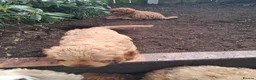 Cockapoo dogs for sale: Cockapoos F2 (deep red/faun) - Advert 8