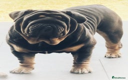 English Bulldog dogs for stud: REGGIE ( MAIN MAN KNUCKLES ) - Image 4