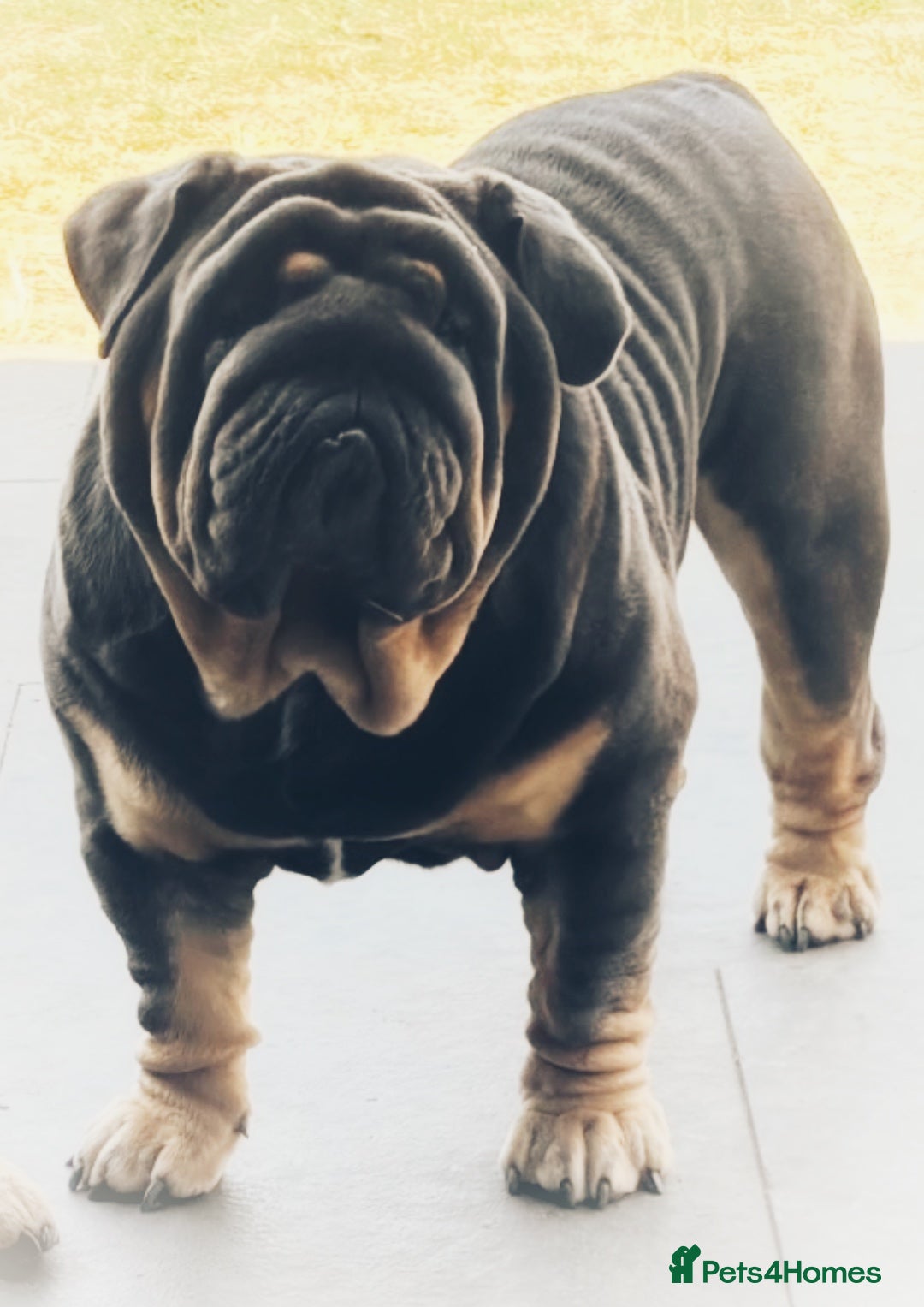 English Bulldog dogs for stud: REGGIE ( MAIN MAN KNUCKLES ) - Image 4