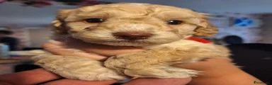 Cockapoo 1