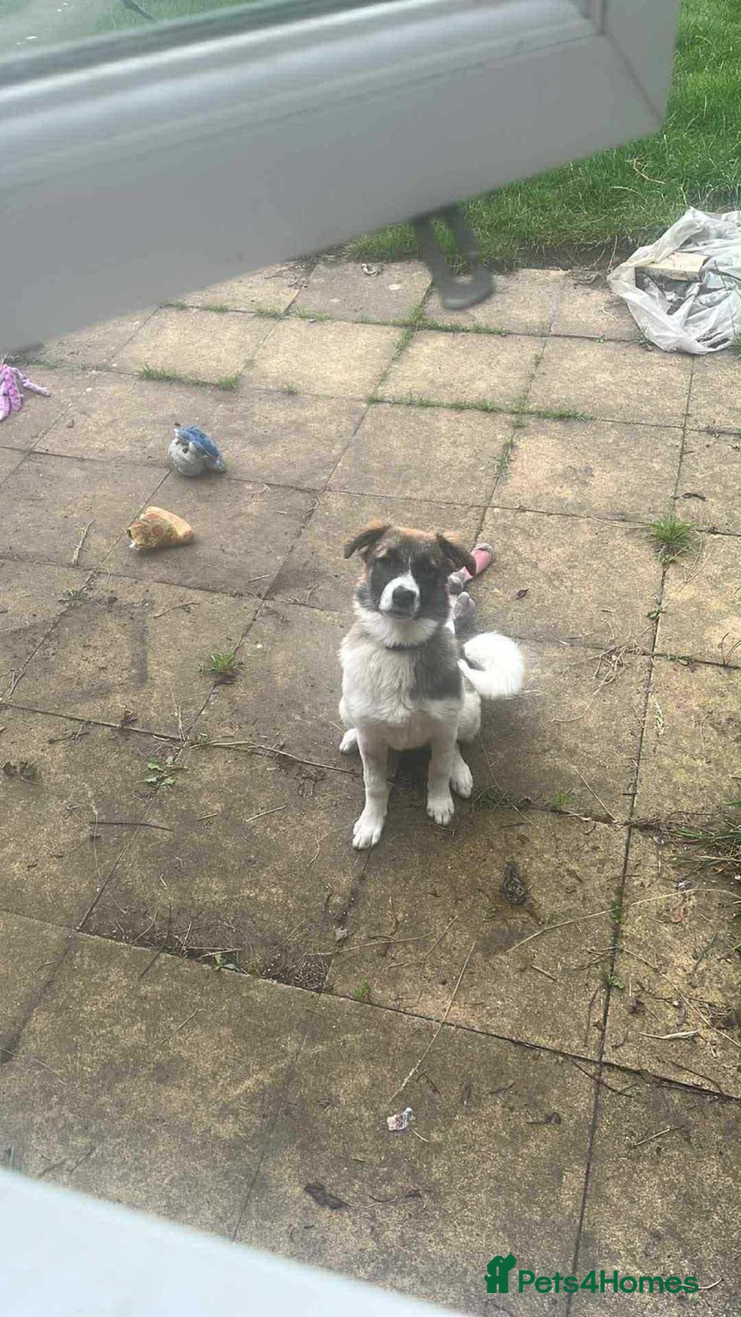 Mixed Breed dogs for adoption: Mica  - Image 4