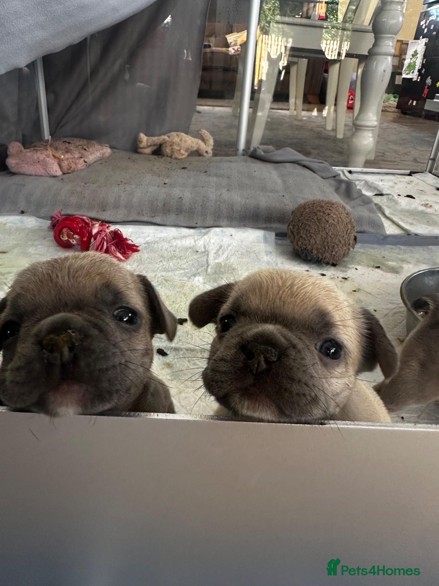French Bulldog dogs Sweetest pups ready next weekend - Advert 15