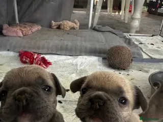 French Bulldog dogs Sweetest pups ready next weekend - Advert 15