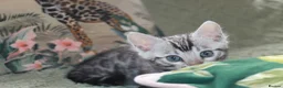 Bengal cats for sale: Two Male Bengal Kittens for Sale - Advert 18