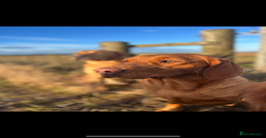 Labrador Retriever dogs - Advert 4