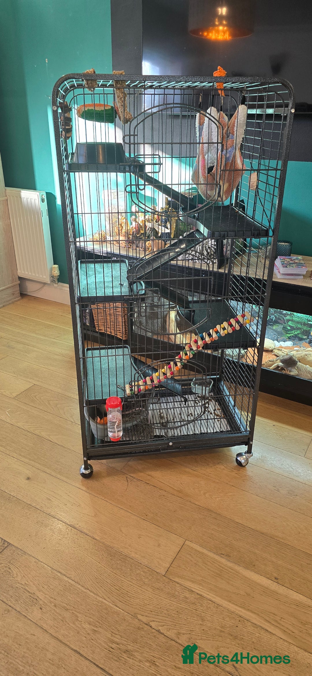 Rat rodents for sale: Rat     - Advert 3