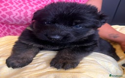German Shepherd dogs for sale: Stunning Pedigree German Shepherd Puppies - Image 7