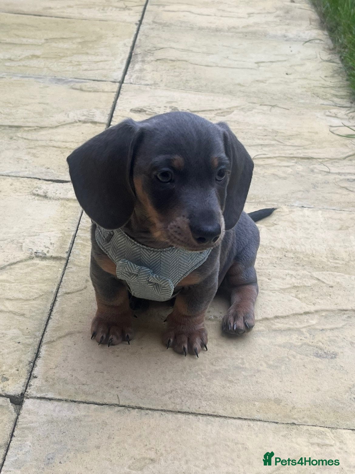 Dachshund dogs Gorgeous minature daschund puppy blue  - Advert 11