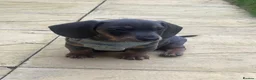 Dachshund dogs for sale: Gorgeous minature daschund puppy blue  - Advert 3