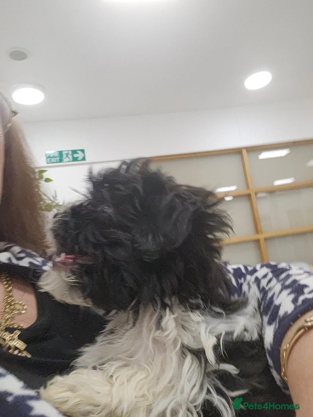 Havanese dogs for sale: Small havanese female no breeding - Advert 2