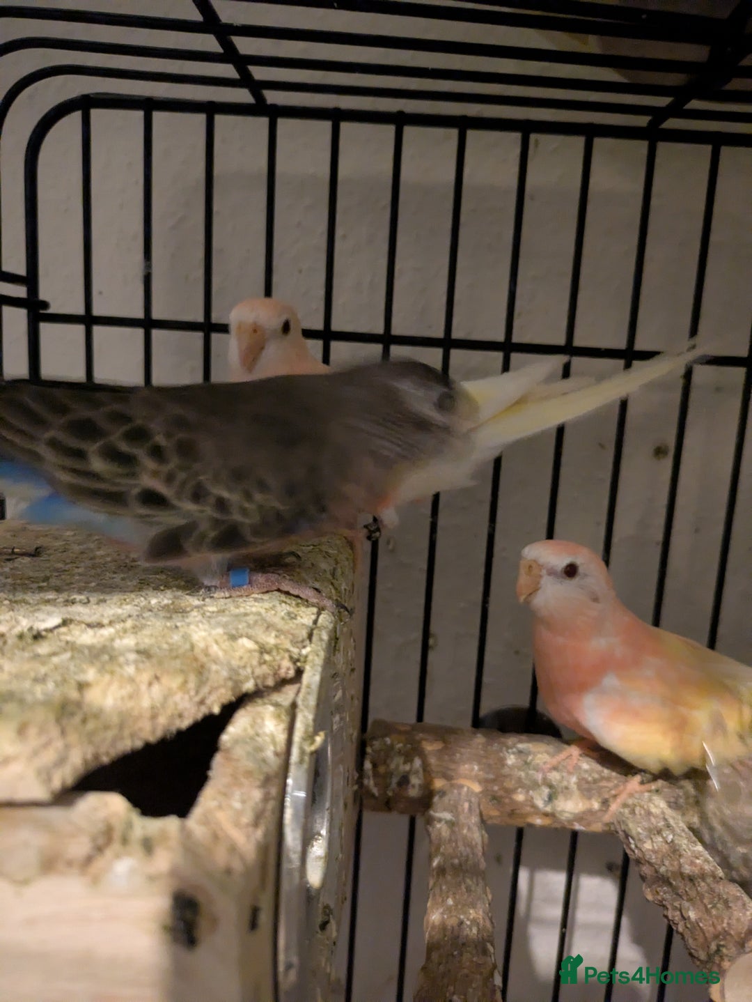 Parakeets birds for sale: Reserved. Four roubino bourke breeding pair - Image 3