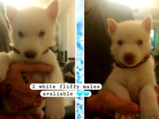 Siberian Husky dogs Siberian Husky puppies - Advert 16