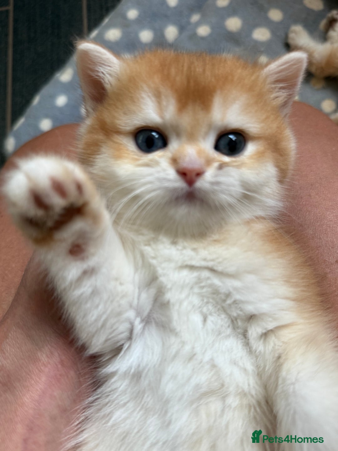 British Shorthair cats for sale: GCCFreg BSH & BLH Chocolate & Black Golden Kittens - Advert 24