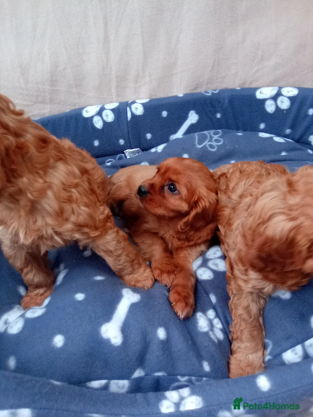 Cockapoo dogs for sale: Stunning red cockapoo/cavapoo puppies  in Coventry - Advert 2