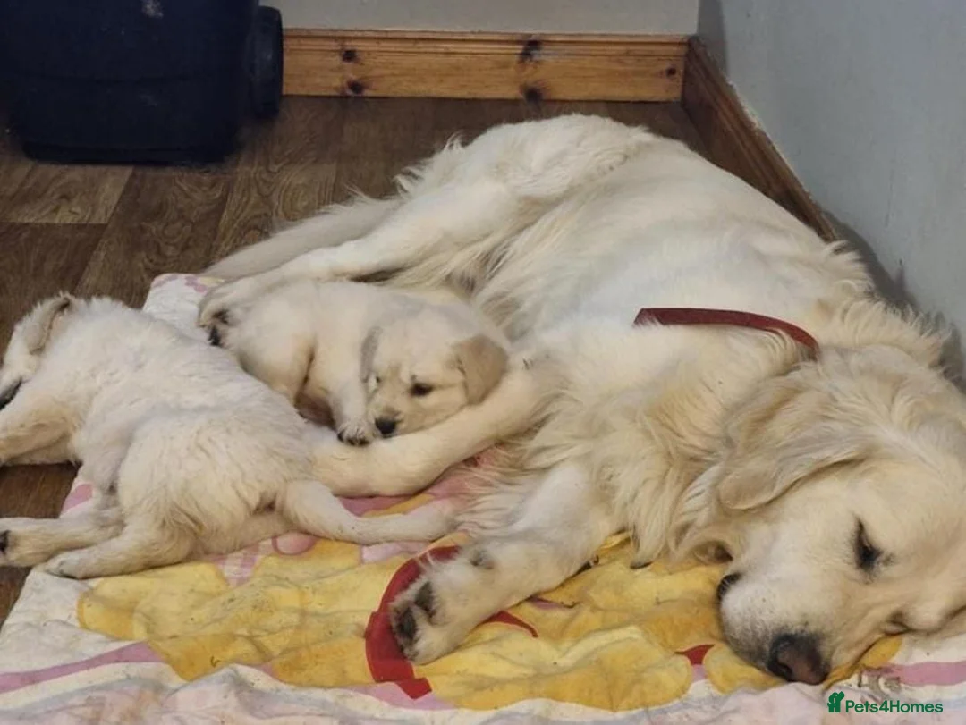 Golden Retriever dogs for sale: Outstanding Golden Retrievers - Advert 4