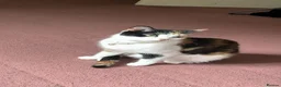European cats for sale: 2 Adorable Kittens Looking for a Loving Home  - Advert 1