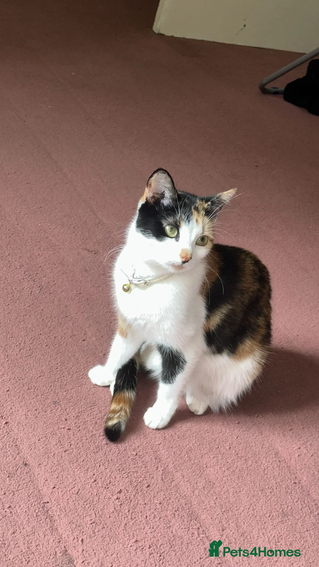 European cats for sale: 2 Adorable Kittens Looking for a Loving Home  - Advert 1