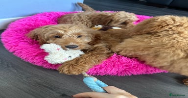 Cockapoo dogs - Advert 16