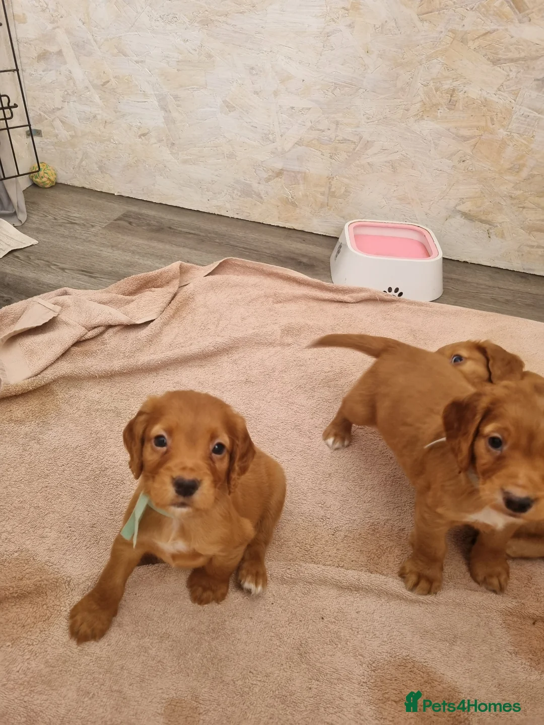 Cocker Spaniel dogs for sale: Cocker spaniel puppies - Advert 1