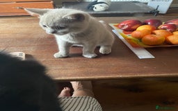 British Shorthair cats for sale: Beautiful British blue Kittens in Sheffield - Image 11