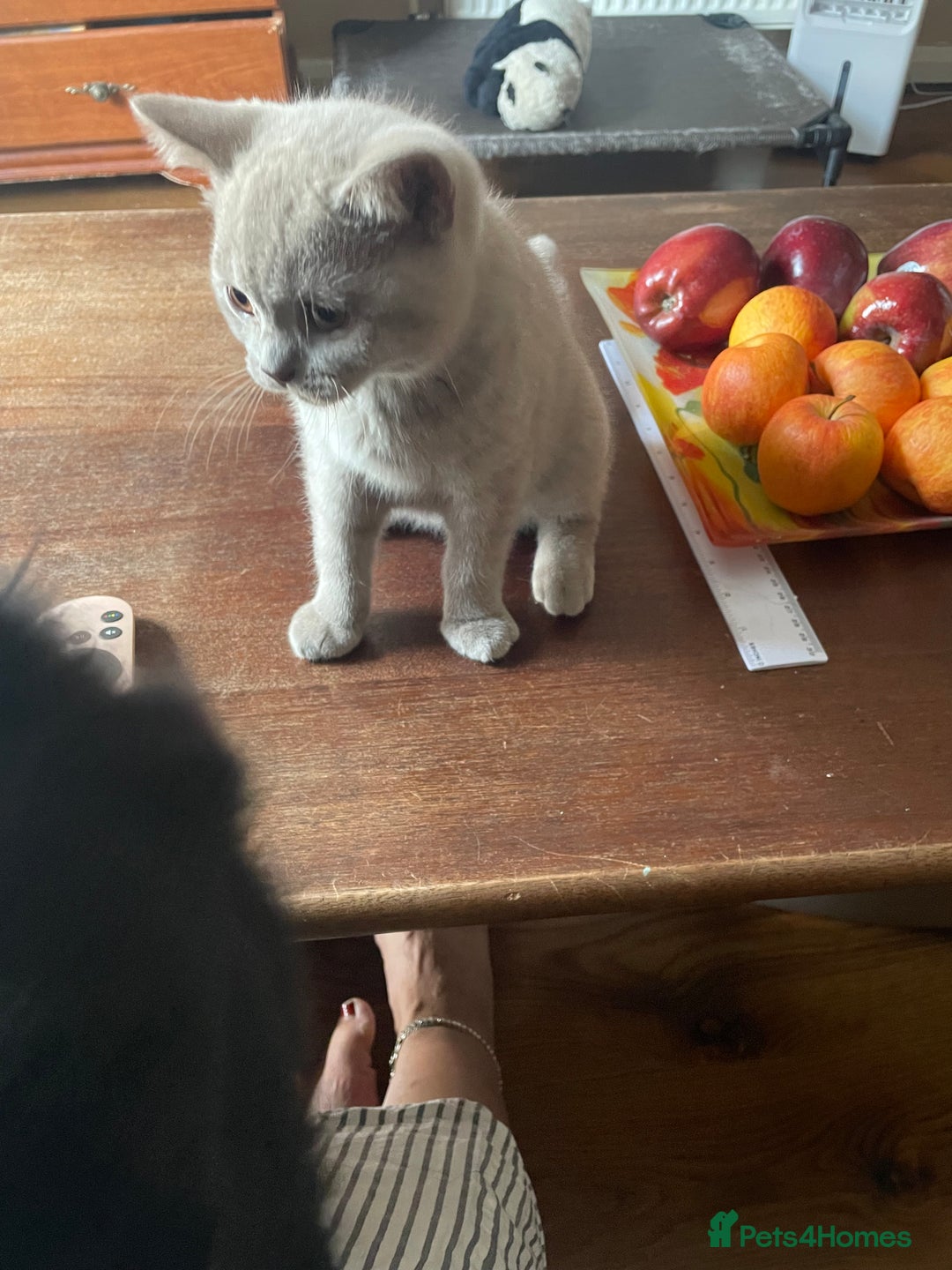 British Shorthair cats for sale: Beautiful British blue Kittens in Sheffield - Image 11