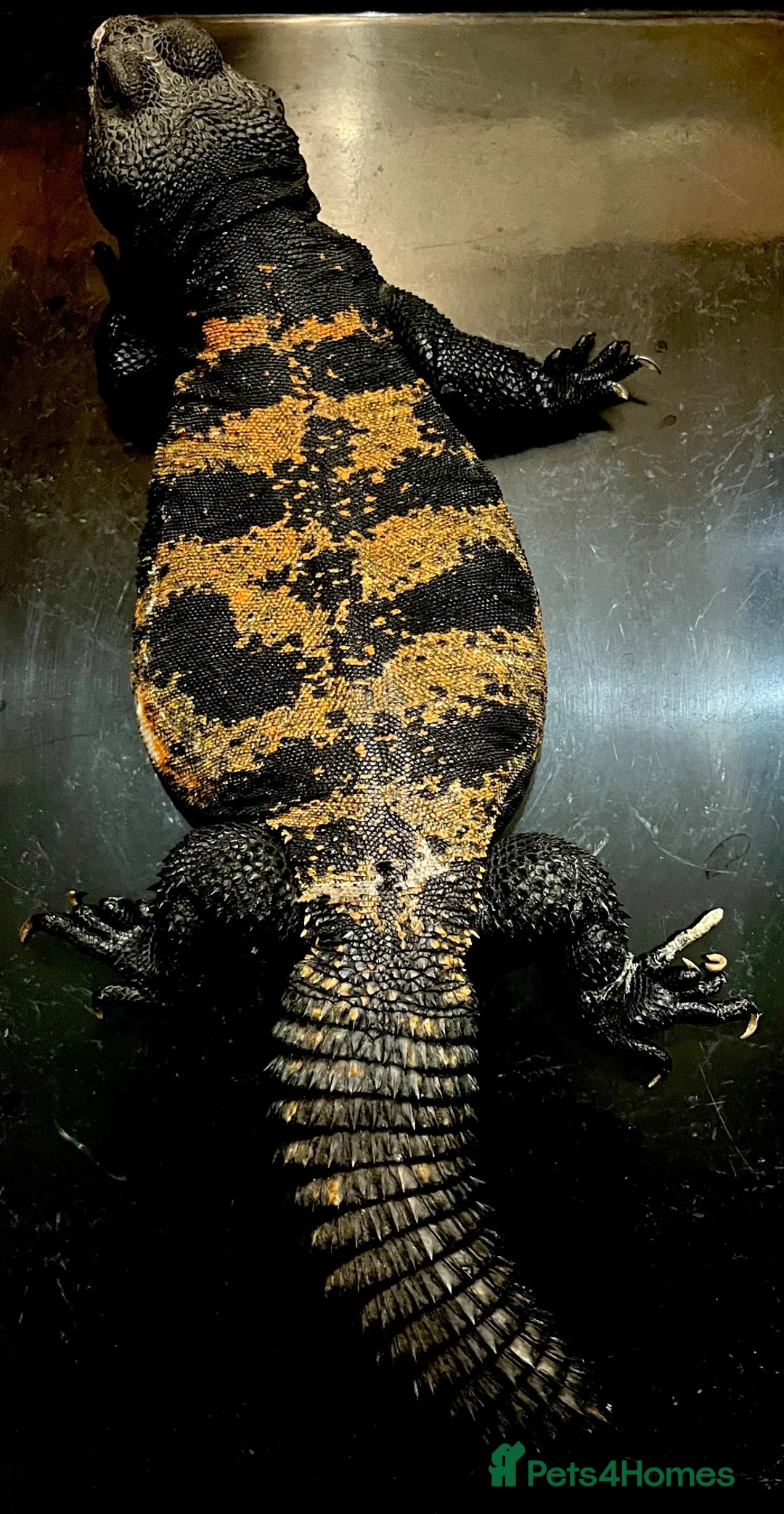 Lizard reptiles for sale: Uromastyx dispar flavifasciata - Advert 2